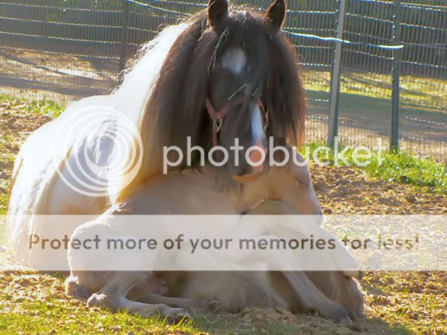 Gypsy Vanner mare and newborn foal! Image004
