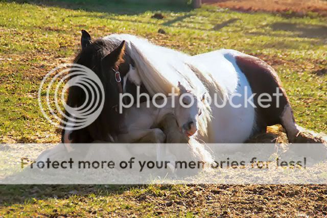 Gypsy Vanner mare and newborn foal! Image005GV