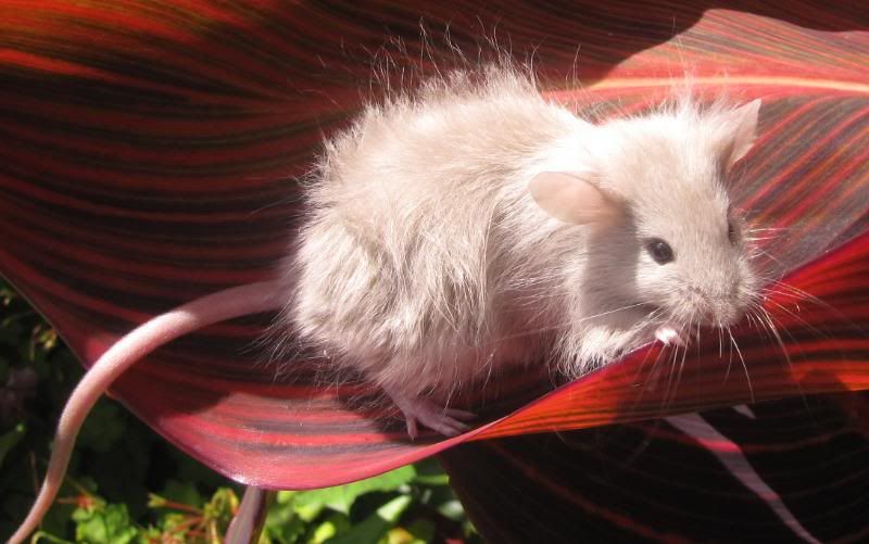 Fancy Mice Breeders • View topic - the long haired thread