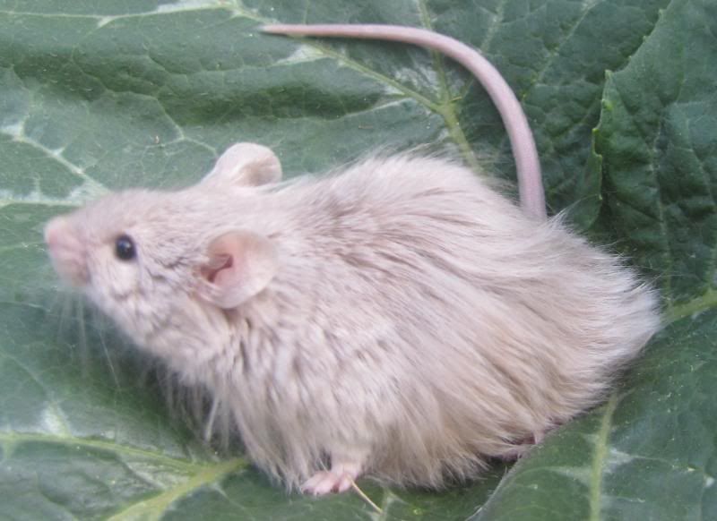 Fancy Mice Breeders • View topic - the long haired thread