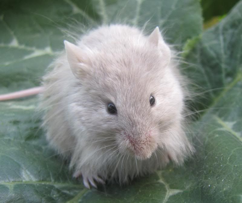 Fancy Mice Breeders • View topic - the long haired thread