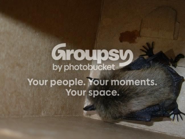 Photobucket