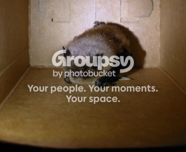 Photobucket