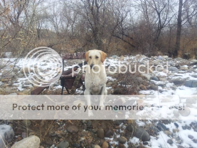 Hunting over/under | Duck Hunting Forum