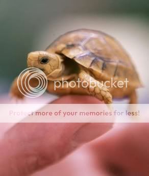 Baby Animals Thread - Page 2 Baby_turtle