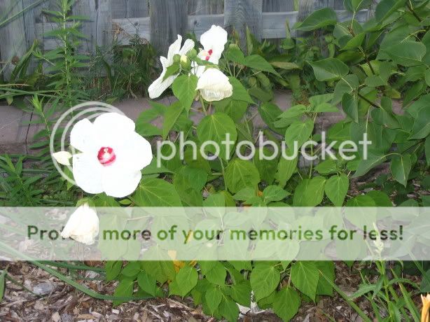 hibiscus mouscheutos en fleur IMG_0247_5_1
