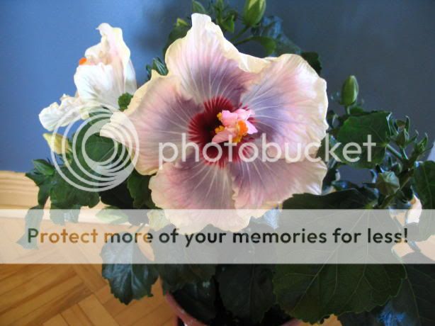 Mon nouvel hibiscus en fleur Fleurhibiscusintrieur2_1_1