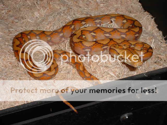 Reticulated Pythons - Page 2 - Reptile Forums