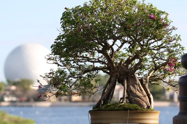 Bonsai Exhibit @ Epcot's Flower & garden Festival 2009 IMG_1084