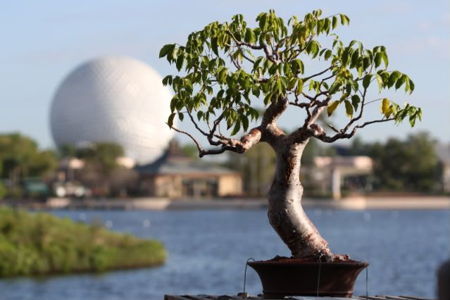 Bonsai Exhibit @ Epcot's Flower & garden Festival 2009 IMG_1085