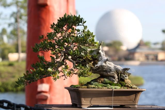 Bonsai Exhibit @ Epcot's Flower & garden Festival 2009 IMG_1088