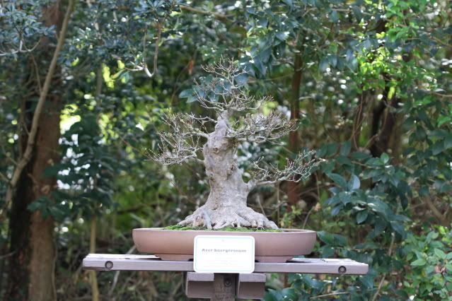 Bonsai Exhibit @ Epcot's Flower & garden Festival 2009 IMG_1092