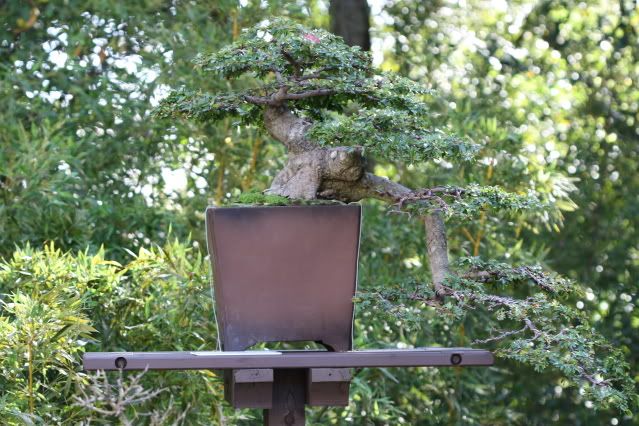 Bonsai Exhibit @ Epcot's Flower & garden Festival 2009 IMG_1108