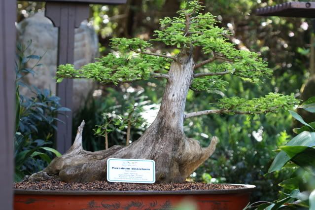 Bonsai Exhibit @ Epcot's Flower & garden Festival 2009 IMG_1111