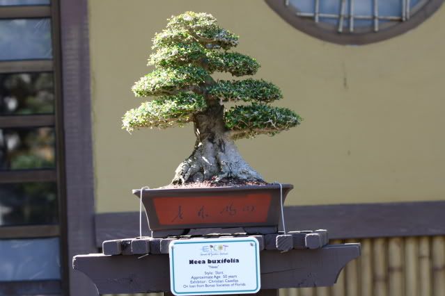 Bonsai Exhibit @ Epcot's Flower & garden Festival 2009 IMG_1118