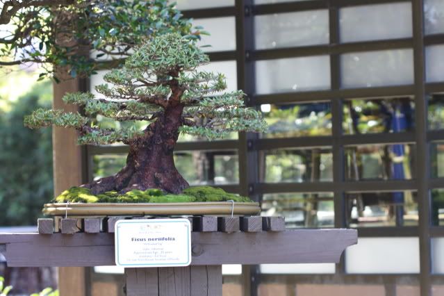 Bonsai Exhibit @ Epcot's Flower & garden Festival 2009 IMG_1122