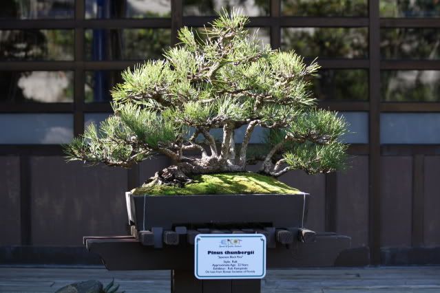 Bonsai Exhibit @ Epcot's Flower & garden Festival 2009 IMG_1128