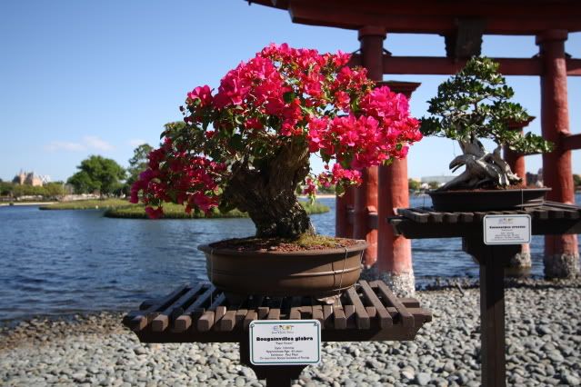 Bonsai Exhibit @ Epcot's Flower & garden Festival 2009 IMG_1131