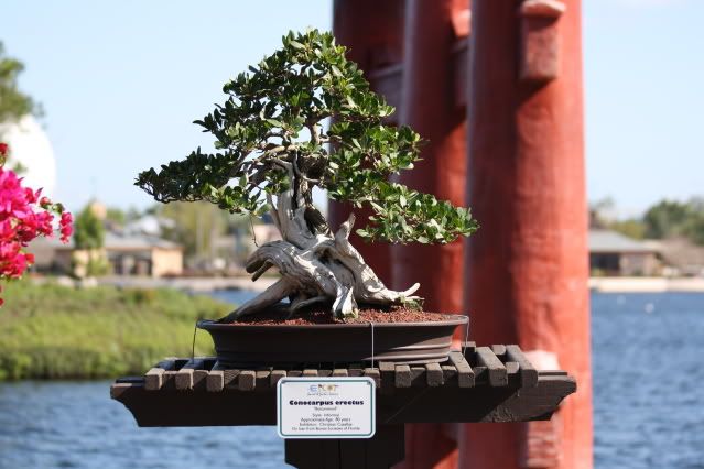 Bonsai Exhibit @ Epcot's Flower & garden Festival 2009 IMG_1134