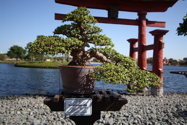 Bonsai Exhibit @ Epcot's Flower & garden Festival 2009 IMG_1139