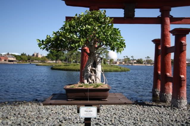 Bonsai Exhibit @ Epcot's Flower & garden Festival 2009 IMG_1141