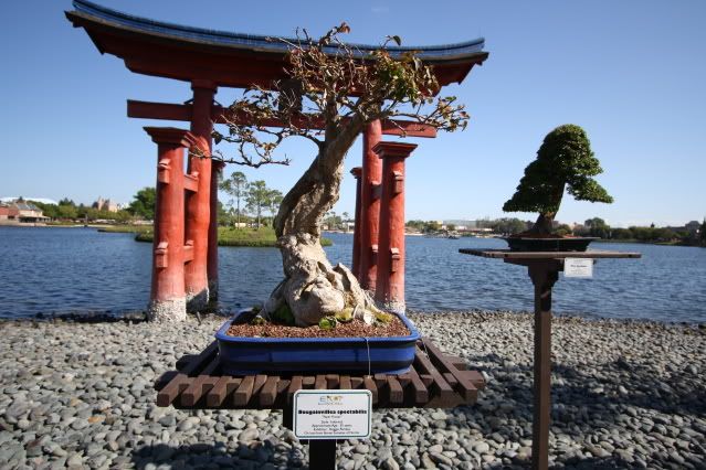 Bonsai Exhibit @ Epcot's Flower & garden Festival 2009 IMG_1147