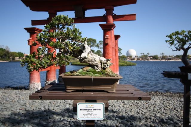 Bonsai Exhibit @ Epcot's Flower & garden Festival 2009 IMG_1151