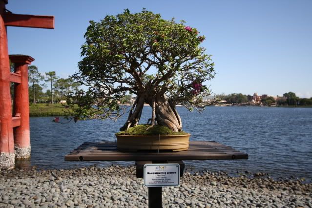 Bonsai Exhibit @ Epcot's Flower & garden Festival 2009 IMG_1152