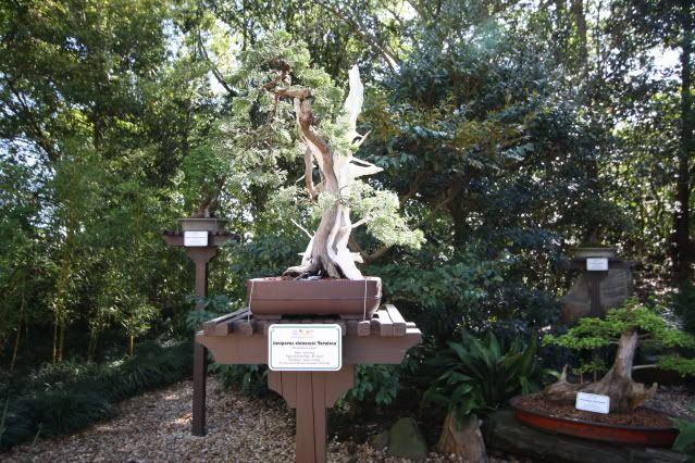 Bonsai Exhibit @ Epcot's Flower & garden Festival 2009 IMG_1157