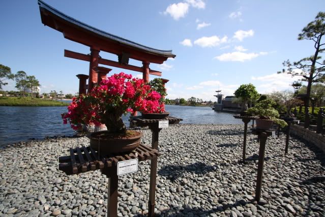 Bonsai Exhibit @ Epcot's Flower & garden Festival 2009 IMG_1166