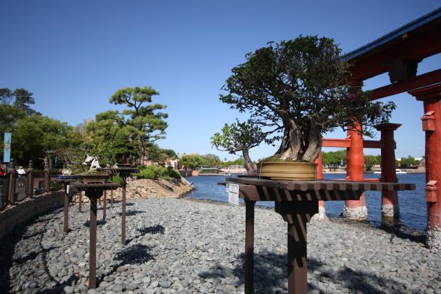 Bonsai Exhibit @ Epcot's Flower & garden Festival 2009 IMG_1168