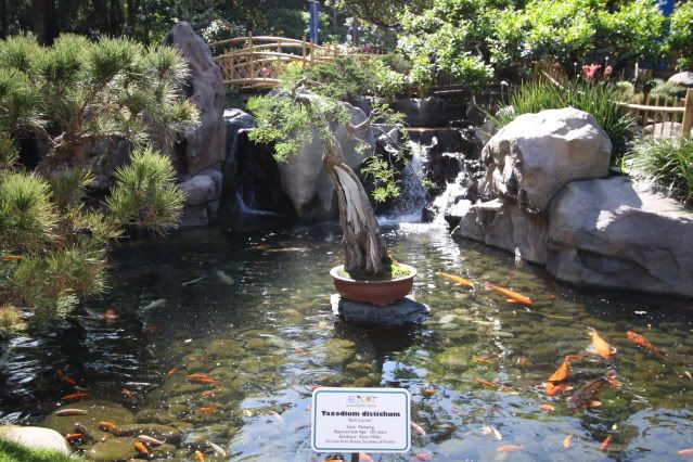 Bonsai Exhibit @ Epcot's Flower & garden Festival 2009 IMG_1173