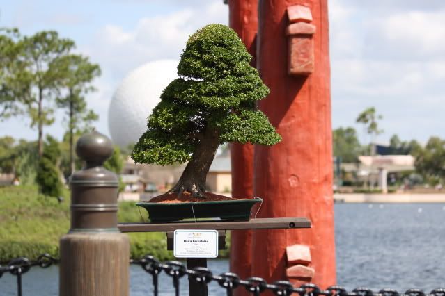 Bonsai Exhibit @ Epcot's Flower & garden Festival 2009 IMG_1180