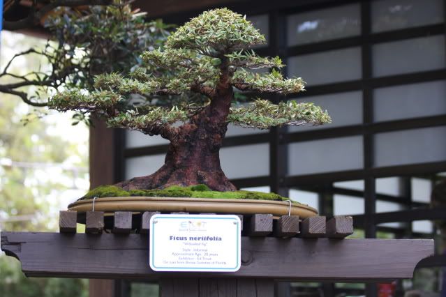 Bonsai Exhibit @ Epcot's Flower & garden Festival 2009 IMG_1185