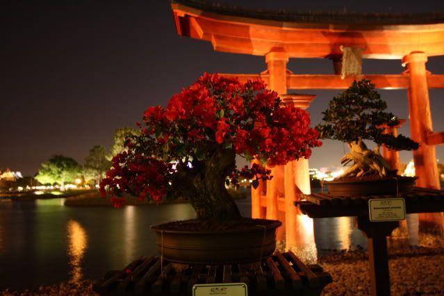 Bonsai Exhibit @ Epcot's Flower & garden Festival 2009 IMG_1333