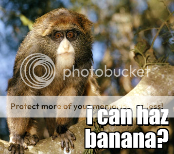 Shakesville: Cutest Primate Preservation News Evah!