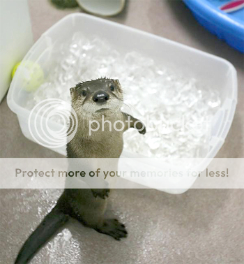 Adorable Overload Otter