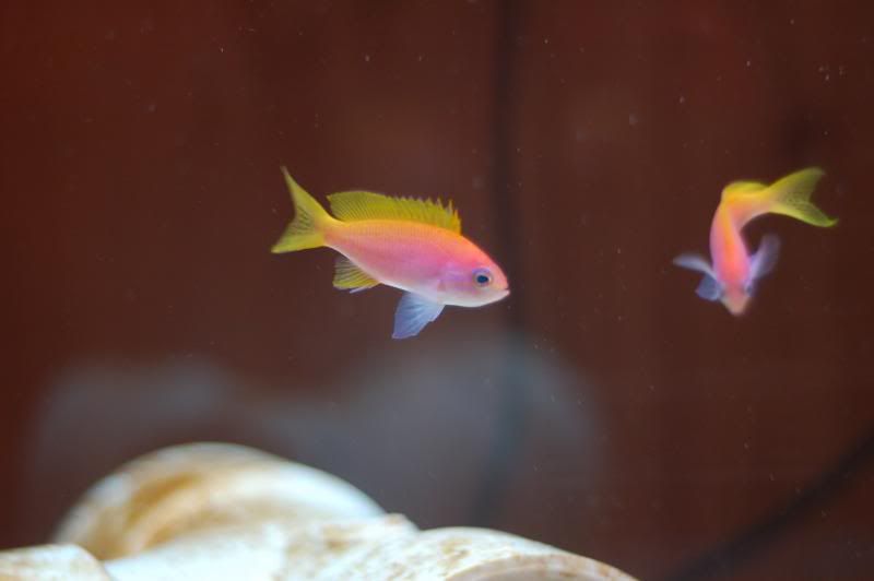 Pics of Bimac Anthias - Reef Central Online Community