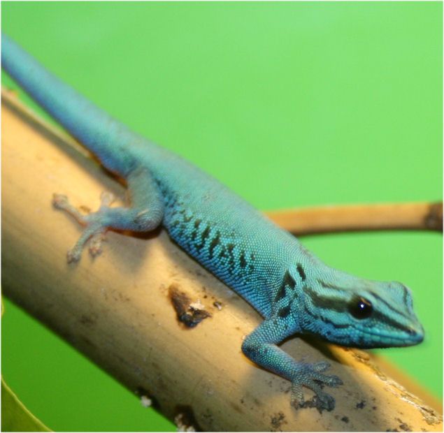 l. williamsi (Electric Blue Day Gecko) For Sale!! | Chameleon Forums