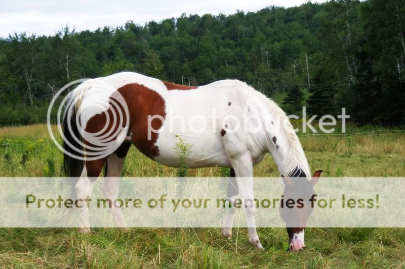Foal Cam - Kallie (5/14) @ Meadow Brook Stables FILLY (5/8) KallieEdit