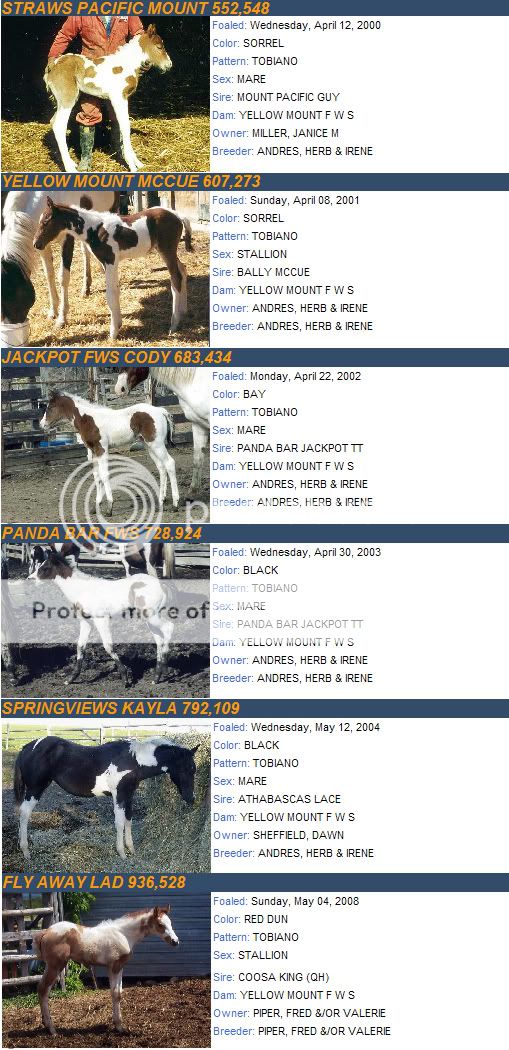 Foal Cam - Kallie (5/14) @ Meadow Brook Stables FILLY (5/8) KalliesFoals