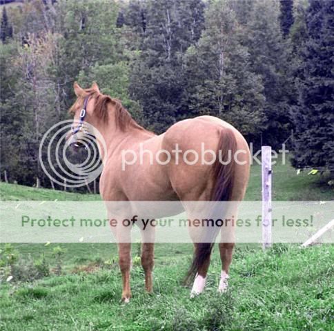 Foal Cam - Kallie (5/14) @ Meadow Brook Stables FILLY (5/8) Laddy6