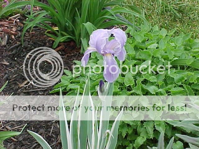 Elles se font rare Irispallidavariegata