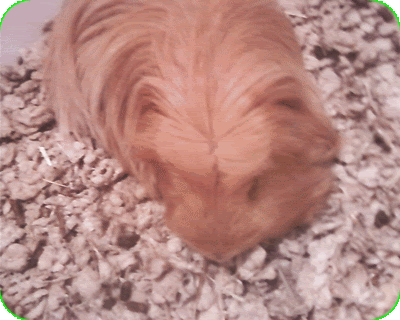 Wiglet2.gif