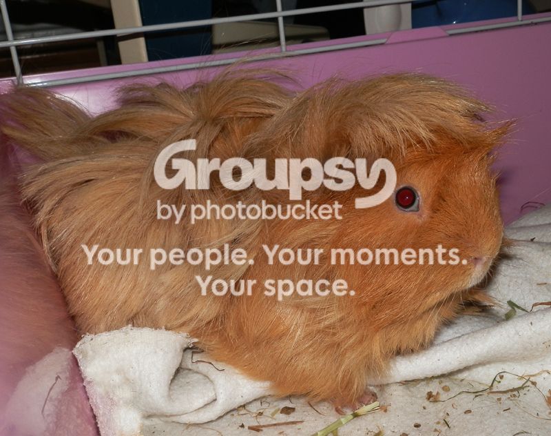 dougal_zpsf5c96229.jpg