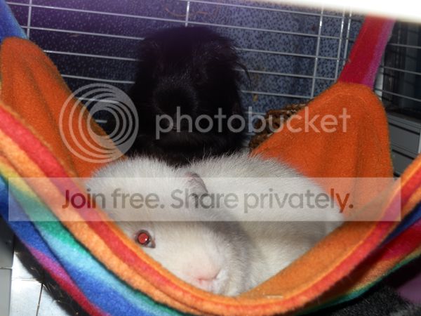 hammockgoodness_zps14becd0a.jpg