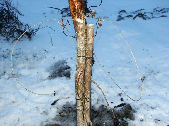 Baited beaver snare set up | SnaremanTalk.com