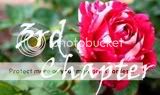 Photos of You: Romantic/Comedy, Fic Girl & DBSK Flower3copy