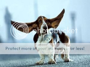bassett hound Pictures, Images and Photos