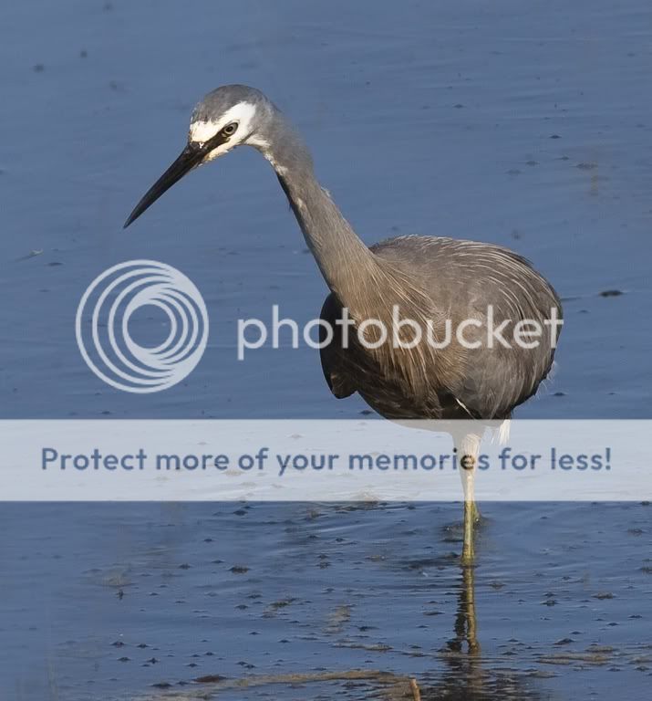 Misc Nature Photo's Thread - Page 19 WFheron